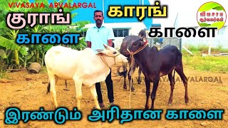 இரண்டு ஒன்பது மாத காளைகள்|காங்கேயம் நாட்டு மாடுகள் #vivasayaarvalargal #cows #arcattlefarm #cowfarm