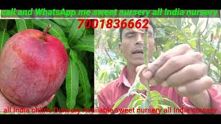 kathimon mango plantand green 20,20 and st10 mango plant and Pusha suriya mango plant and begom pol