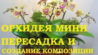 Орхидея Фаленопсис мини  пересадка и создание композиции