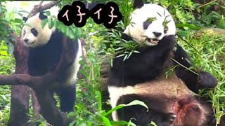 圓仔爬到樹上找點心，圓仔仔細找|熊貓貓熊The Giant Panda Yuan Yuan and Yuan Bao|台北市立動物園