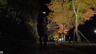 ’22山中湖「夕焼けの渚紅葉まつり」に行ってきました。