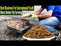 Black Soldier Fly Farming - How to Start Business Black Soldier Fly Larvae Farming - Business Ideas