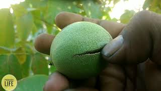 আখরোট বাদামের গাছ দেখতে কেমন#Walnut Almond Tree