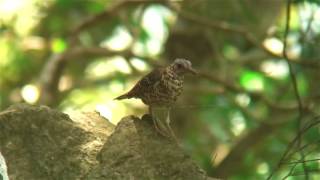 オオトラツグミ（1）幼鳥とさえずり - Amami Thrush - Wild Bird - 野鳥 動画図鑑