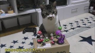 猫のお店屋さん☆リキちゃん店主、おやつが欲しいけど頭ナデナデで丸め込まれちゃって困惑【リキちゃんねる　猫動画】Cat video　キジトラ猫との暮らし