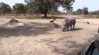 Fathala Wildlife Reserve - Senegal - First Encounter