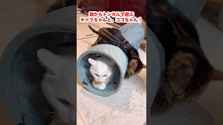 朝からトンネルで遊ぶ、子猫のキャラちゃんと、保護猫のココちゃん！　#子猫 #保護猫 #shorts