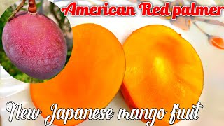 American Red palmer mango || red mango