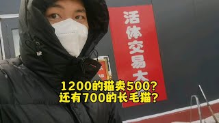 包子脸金渐层500块钱？敢不敢买？