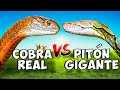 La Serpiente Más VENENOSA del Mundo I Cobra Real VS Pitón Gigante