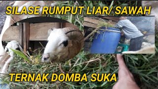 silase rumput liar atau rumput sawah