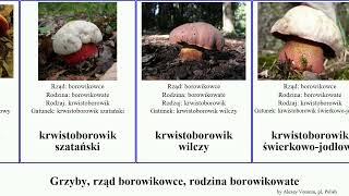 Grzyby, rząd borowikowce, rodzina borowikowate koźlarz krwistoborowik suchogrzybek masłoborowik