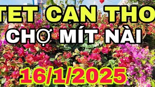 TET CAN THO 2025 - HOA KIỂNG CẦN THƠ 2025 - CHỢ MÍT NÀI🌺ngày 16/1/2025🌺cần thơ ký sự