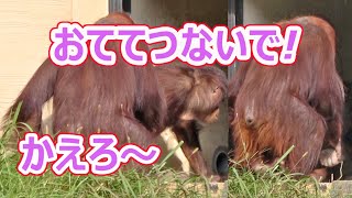 チャッピーさんおめでとう!!・オランウータン