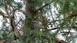 White's Thrush preening and stretching (Zoothera dauma aurea) fullHD