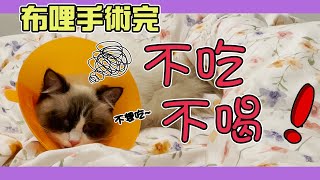 The cat don't eat and drink after  an operation.