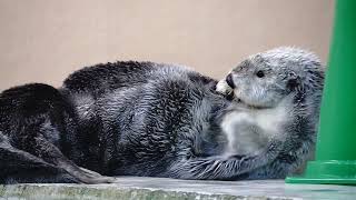 鳥羽水族館 ラッコ メイちゃん、こたつでﾃﾚﾋﾞを見てる人を装う「なかなか良いわね」