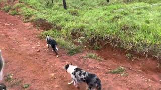 Border collie atravessando a boiada no corrego