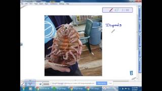 BI 212: Invertebrates and Vertebrates