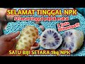 Luar biasa Saya terkejut dengan hasilnya..!! Cara membuat pupuk NPK mutiara 16-16-16