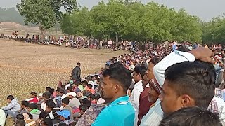 রোলাডি কাড়া লড়াই সরাসরি live