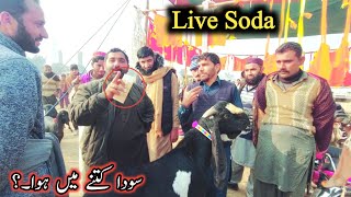 Soda Ktny Ma Hwa.? Top Quality Breeder Bakre Ka Live Soda 2024 #breederkasoda #livesoda