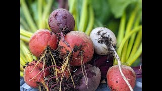 Tips for Growing Amazing Onions and Beets