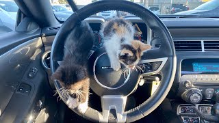 2010 Chevrolet Camaro SS {{3 Baby Cats POV +}} ASMR RELAXING POV TEST DRIVE