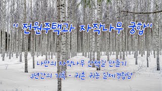 전원주택과 하얀 자작나무의 궁합 - 나만의 자작나무 산책길 만들기 3년 간의 기록 - 귀 촌 귀농 실제 경험담