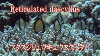 フタスジリュウキュウスズメダイ　Reticulated dascyllus