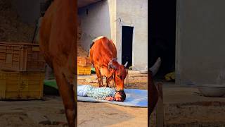 👏👏 Jai gau Mata Jai shree Krishna  #trending #shorts #short #viral #like #foryou #subscribe #reels