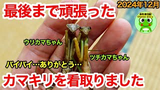 おたま日記270 赤ちゃんから育てていたカマキリが眠りにつきました（12月3日-11日）