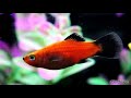 red wagtail platy fish