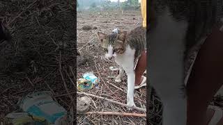 lengket! 🥺 kucing ini tak mau lepas dari anak pemiliknya menjaganya di lahan kebun yang sepi