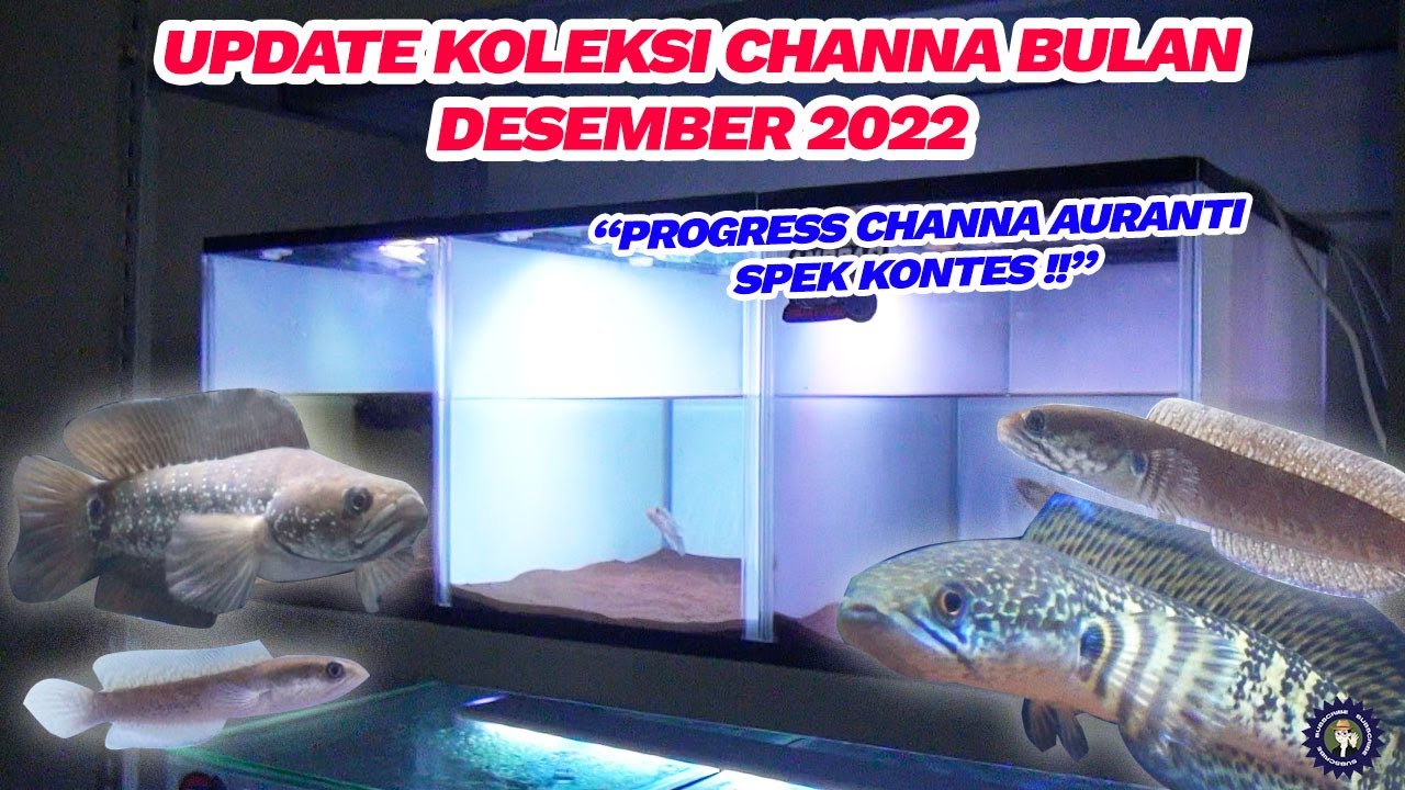 UPDATE KOLEKSI IKAN CHANNA BULAN DESEMBER 2022 - YouTube