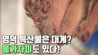 제철 맞은 여름생선, 영덕 축산항 물가자미(2013년제작) [어영차바다야]