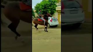 ભલ ઘોડા, ભલ અસવાર... #sorts #horse #aalishan