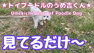 見てるだけ〜 ★トイプードルのうめ吉くん(1083日目)★Umekichi Diary of Poodle Dog