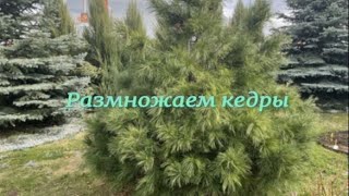 Размножаем кедры. Питомник 🌹 и 🌲 Е. Иващенко