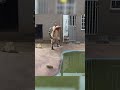 Un tigre casi se come vivo a un hombre