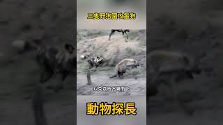 三隻野狗圍攻鬣狗，鬣狗無力招架 #動物世界 #野狗 #鬣狗