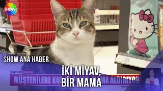 Fenomen kedi Nokta... | Show Ana Haber