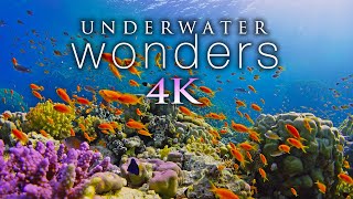 11 HOURS of 4K Underwater Wonders + Relaxing Music - Coral Reefs & Colorful Sea