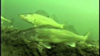 Doc Talk: Stocking Walleyes