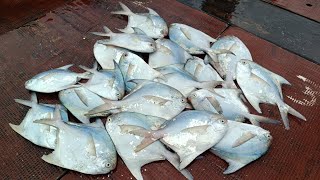 जिवंत पापलेट मासेमारी. Pomfret fishing. Mumbai Indian fishing