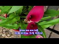 first of may bee gees with lyrics 가사번역 5월의 첫날