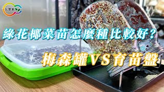 綠花椰菜苗怎麼種比較好？梅森罐VS育苗盤