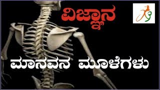 human bones (ಮಾನವ ಮೂಳೆಗಳು)