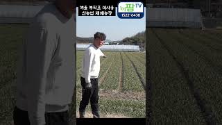 올해 겨울 정말 추웠다 그러나 부직포 사용 안한 마늘농장의 작황이 더 좋다고? 뭔 말이야???