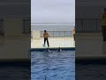 イルカ🐬とクジラ🐳のジャンプ力、勝負⁉️